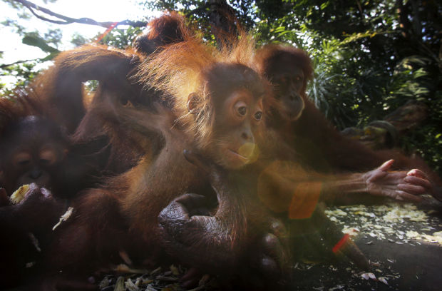 Baby zoo animals